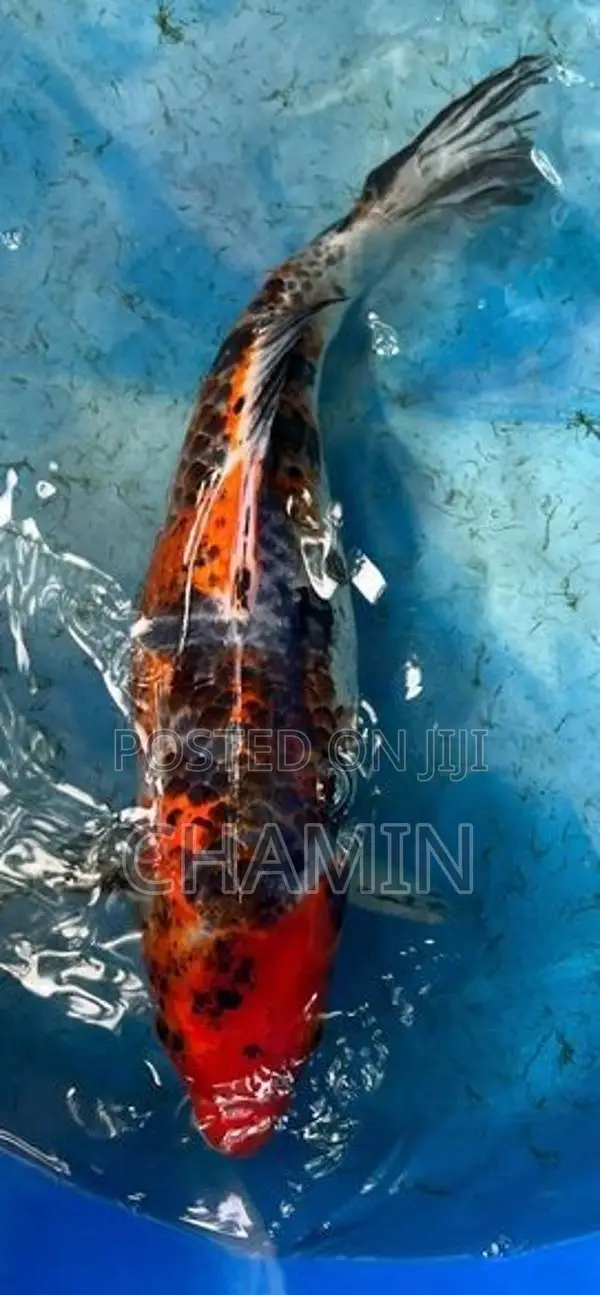 Koi 1 Feet Fish