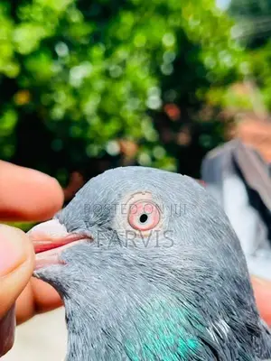 Pigeons