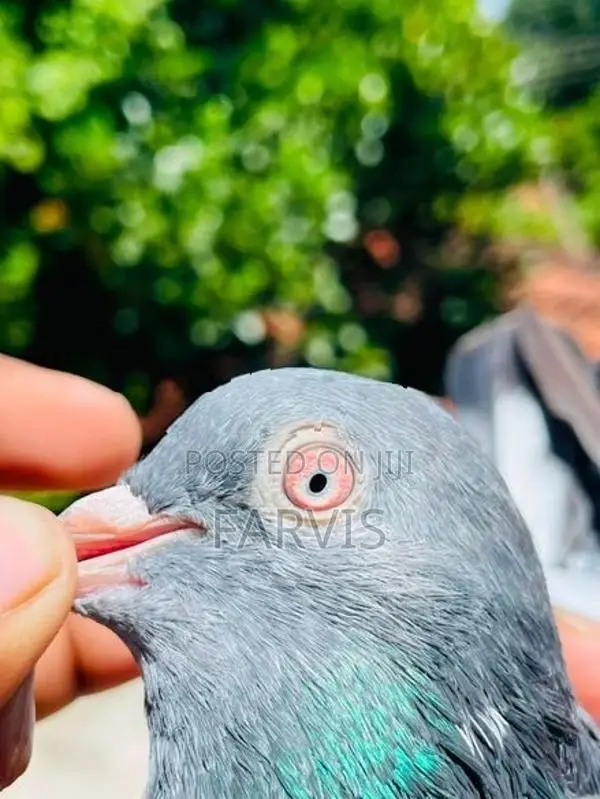 Pigeons