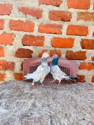 Pigeons