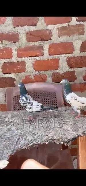 Pigeons