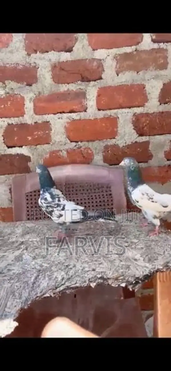 Pigeons
