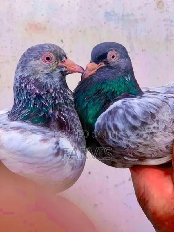 Pigeons