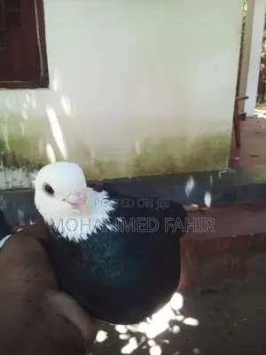 Short Face Pigeon