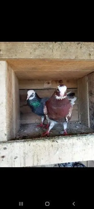 Mother Pigeon