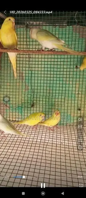 Love Birds Breeding Pairs Red Eyes