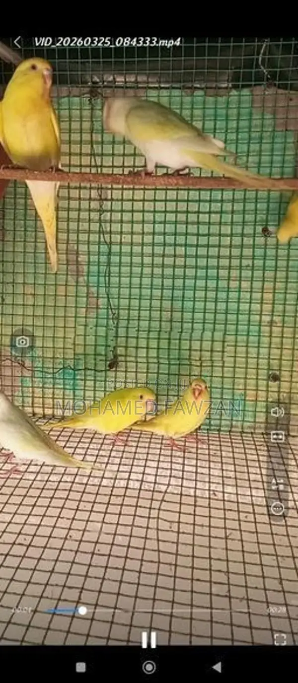 Love Birds Breeding Pairs Red Eyes