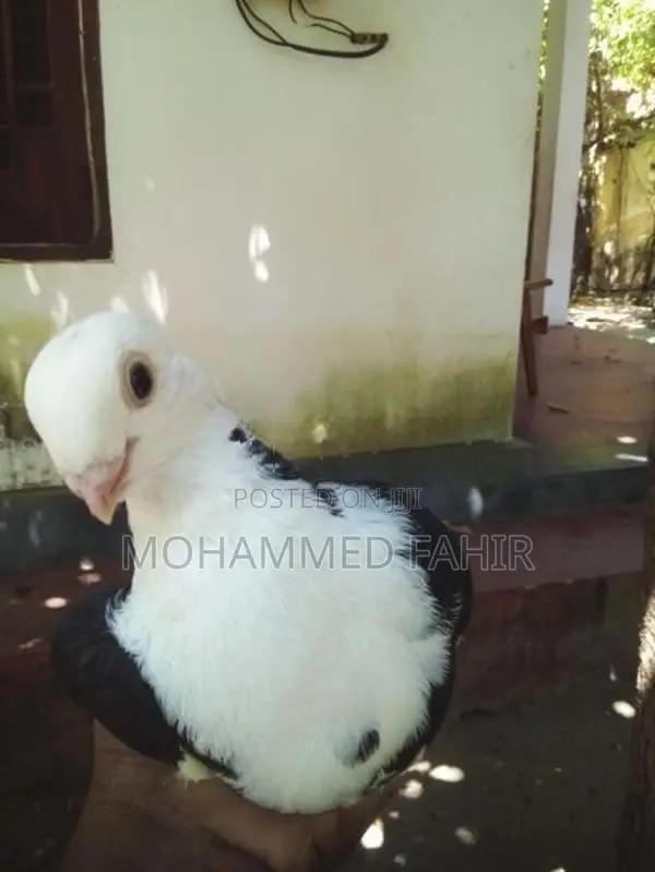 Short Face Pigeon