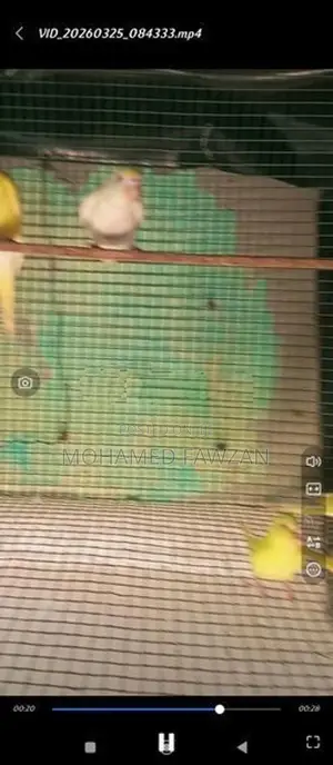 Love Birds Breeding Pairs Red Eyes