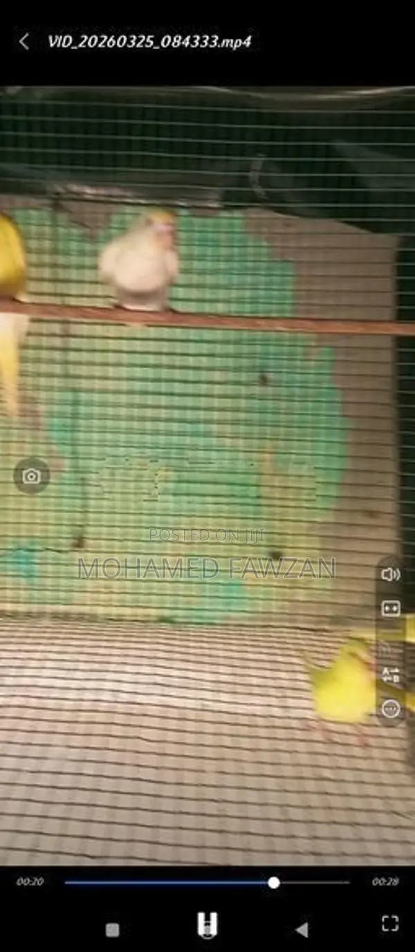 Love Birds Breeding Pairs Red Eyes