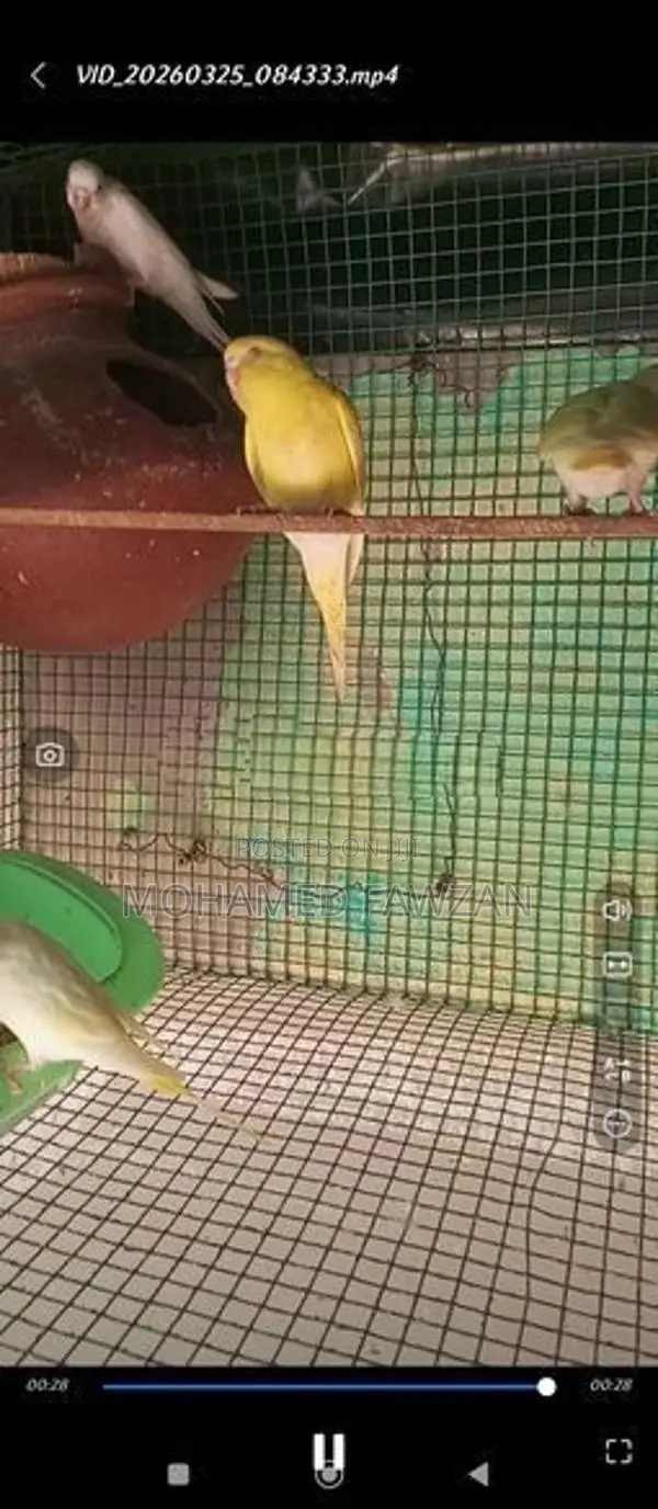 Love Birds Breeding Pairs Red Eyes