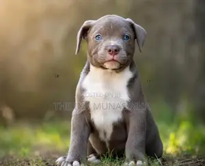 Bully Male Puppy