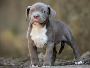 Bully Male Puppy