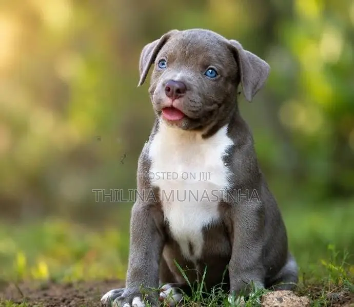 Bully Male Puppy