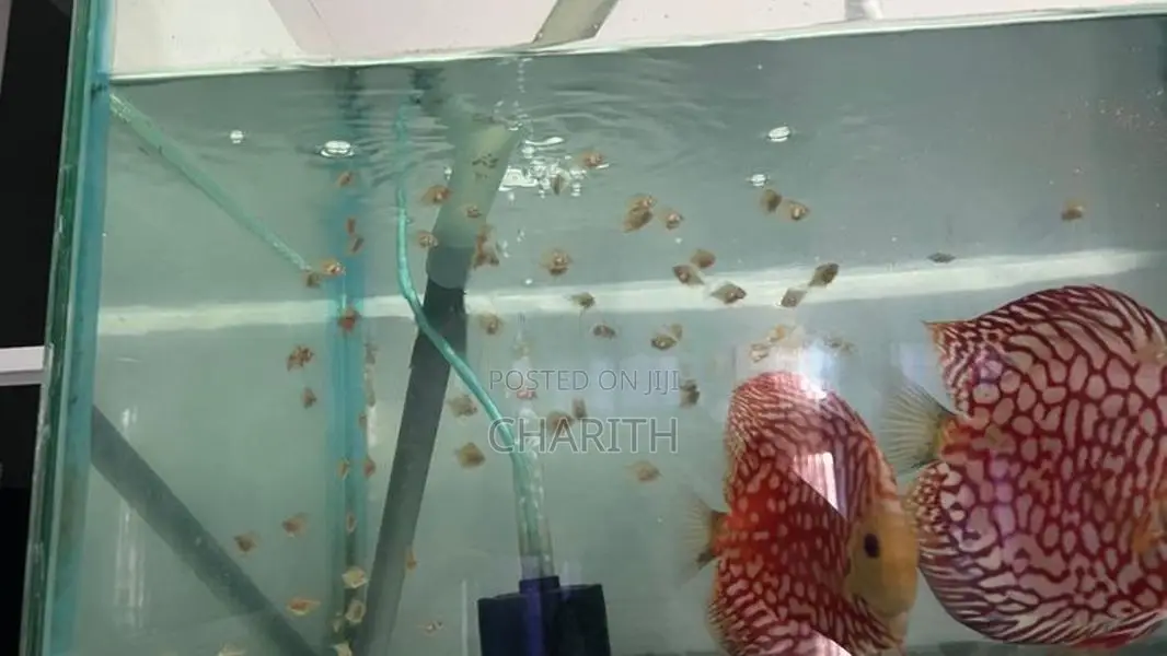 Discus Fish