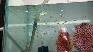 Discus Fish