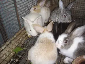 Rabbits