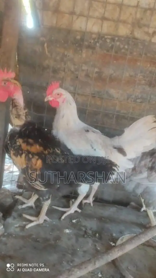 Country Chicken