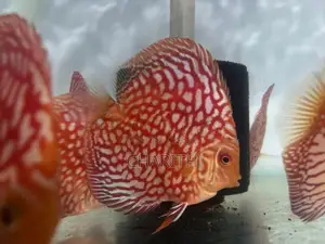 Discus Fish