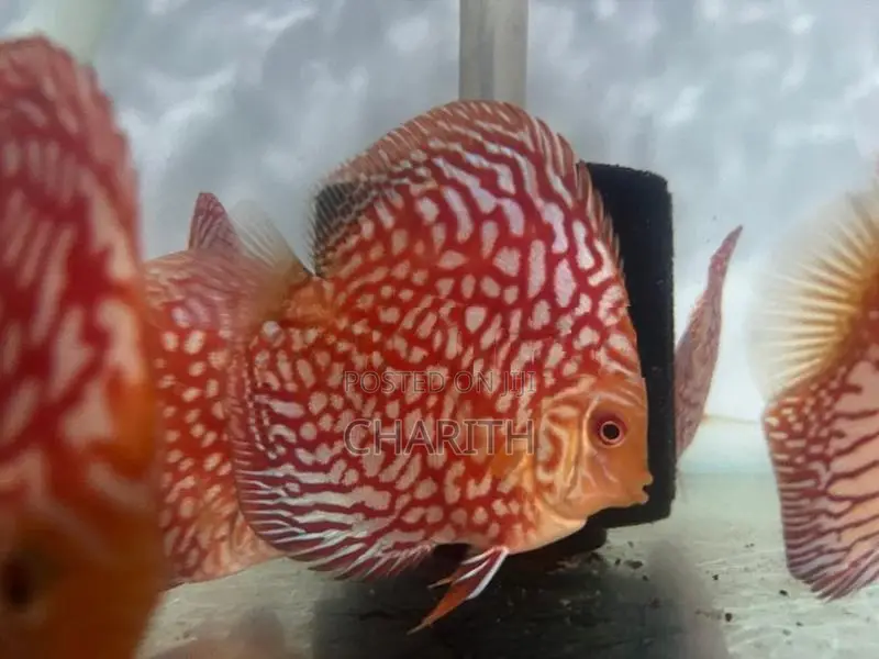Discus Fish