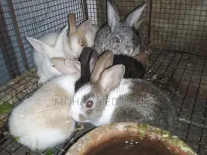 Rabbits