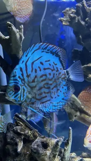 Discus Fish