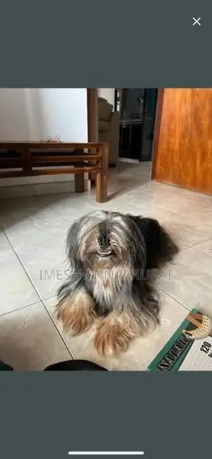 Shih Tzu Puppy