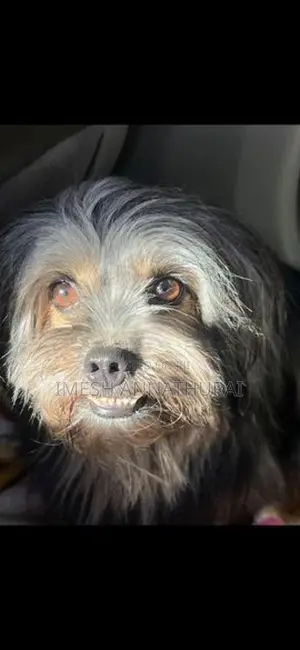 Shih Tzu Puppy