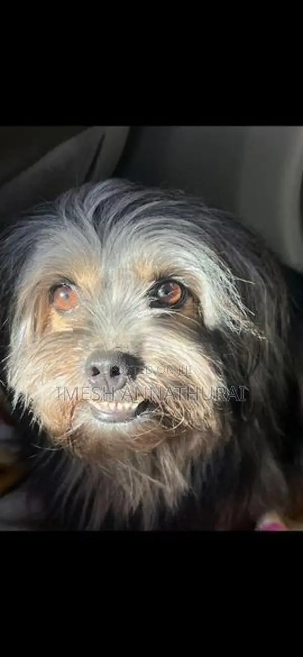 Shih Tzu Puppy