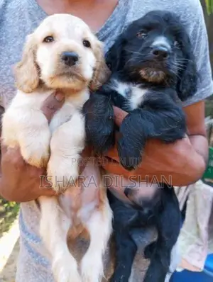 Cocker Spaniel