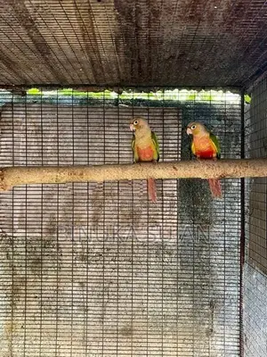 Pineapple Conure