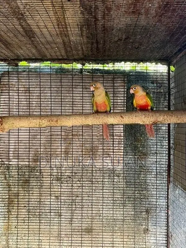 Pineapple Conure