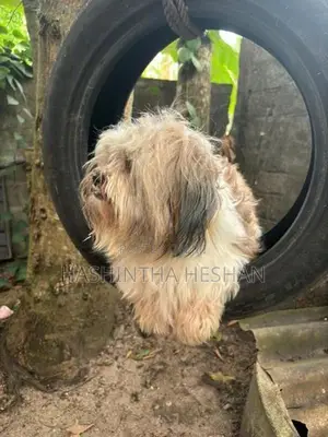 Shih Tzu Dog