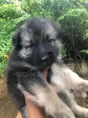 German Shepherd