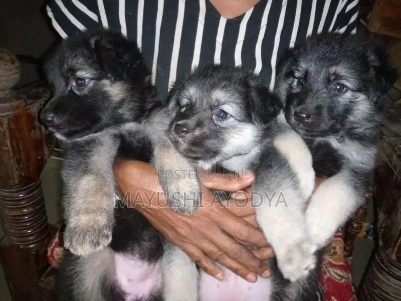 German Shepherd Long Coat