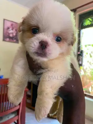 Shih Tzu Puppies