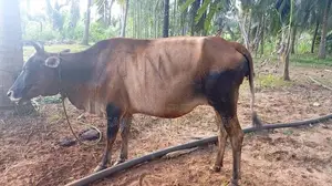 கலப்பின பசு மாடு
