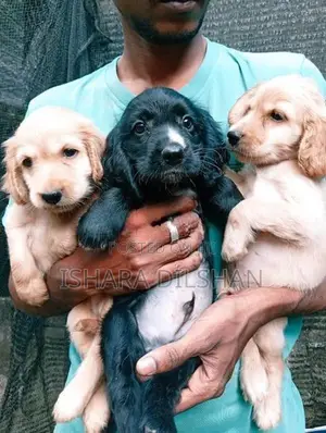 Cocker Spaniel