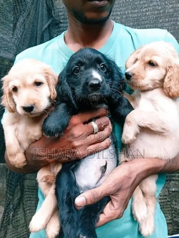 Cocker Spaniel