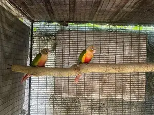 Pineapple Conure