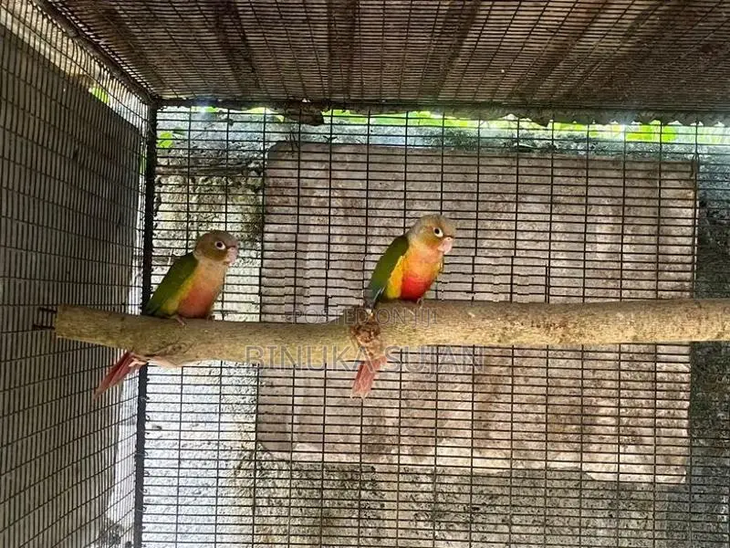 Pineapple Conure