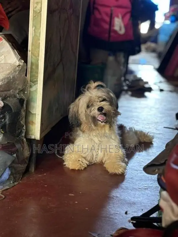 Shih Tzu Dog