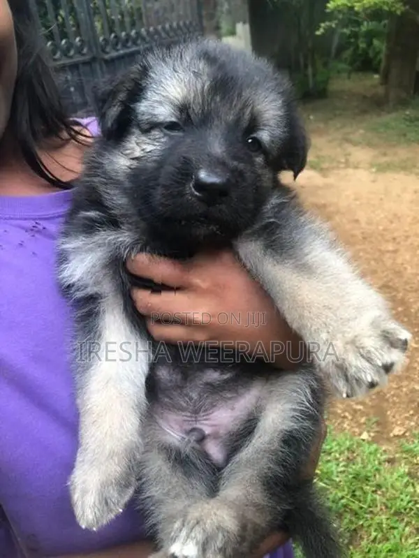 German Shepherd