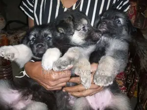 German Shepherd Long Coat