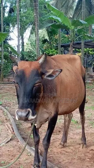கலப்பின பசு மாடு