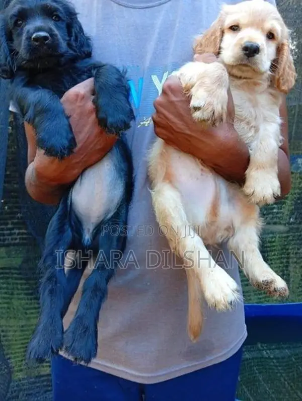 Cocker Spaniel