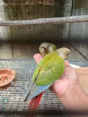 Pineapple Conure