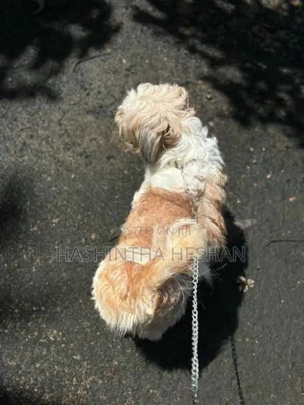 Shih Tzu Dog