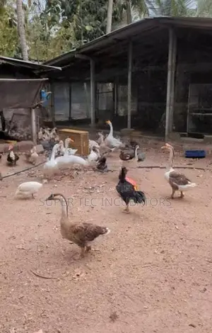 Chinese goose