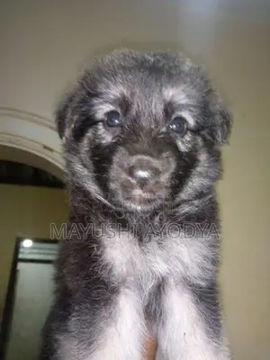 German Shepherd Long Coat